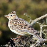 Skylark resize