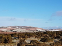 Lanbister Common Original