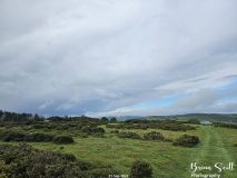 Lanbister Common Original