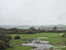 Lanbister Common Original