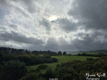 Lanbister Common Original