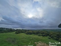 Lanbister Common Original