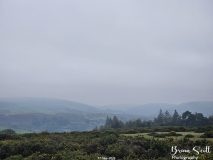 Lanbister Common Original