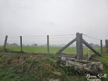 Lanbister Common Original