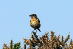 Stonechat