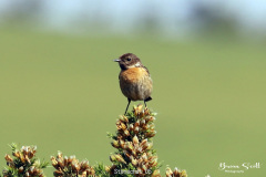 Stonechat