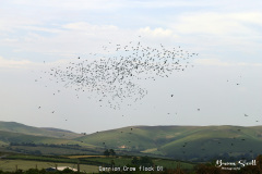 Carrion Crow flock