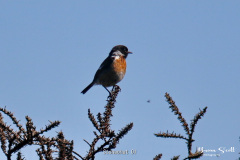 Stonechat