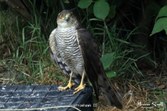 Sparrowhawk