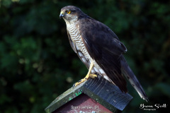 Sparrowhawk
