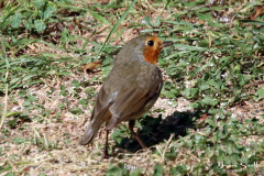 Robin
