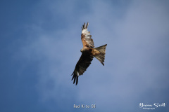 Red Kite