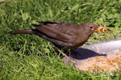 Blackbird Female