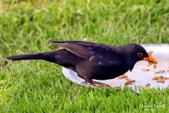 Blackbird Male