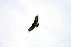 Buzzard