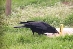Carrion Crow