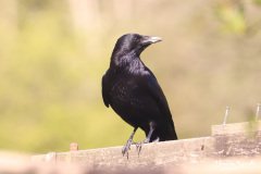 Carrion Crow