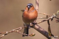 Chaffimch Male