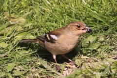 Chaffinch Female