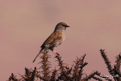 Dunnock
