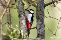 Great Spotted Woodpecker female