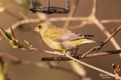 Greenfinch