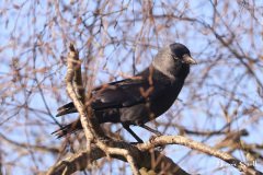 Jackdaw