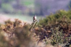 Linnet Male