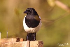 Magpie