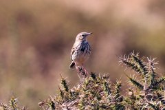 Meadow Pippit