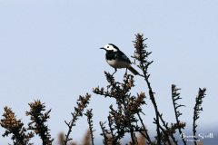 Pied Wagtail