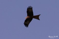Red Kite
