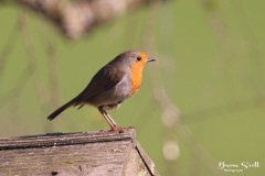 Robin