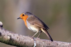 Robin