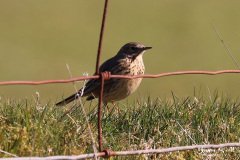 Skylark