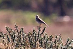 Skylark