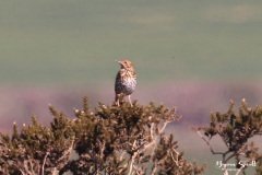 Songthrush