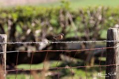 Stonechat Female