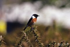 Stonechat Male