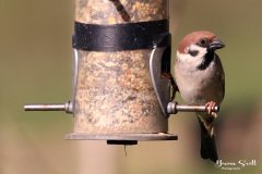 Tree Sparrow
