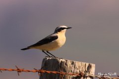 Wheatear