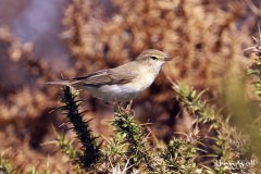 Willow Warbler