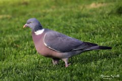 Woodpigeon