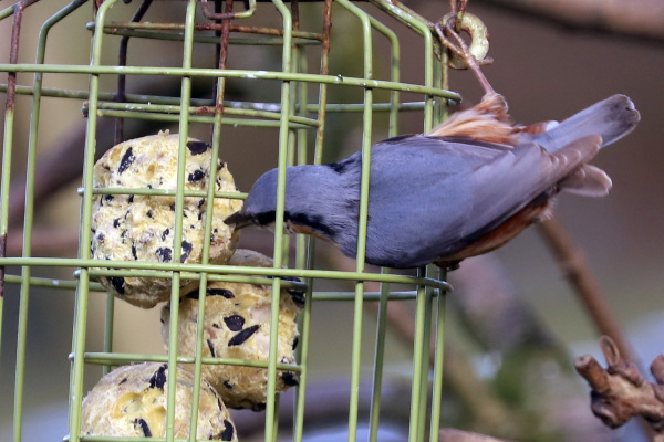 Nuthatch