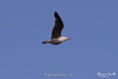 Black backed Gull