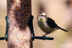 Blue Tit