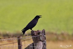 Carrion Crow