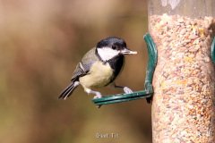 Great Tit
