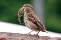 House Sparrow Female