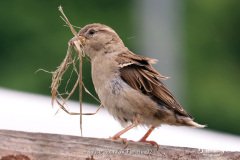 House Sparrow Female